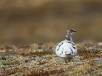 Alpensneeuwhoenen hebben het graag wat rotsiger dan hun verwanten, en ook in verenkleed verschillen ze. © Billy Herman