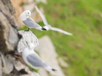 De luide roep van de drieteenmeeuwen verklaart waar hun vreemde Engelse naam vandaan komt: 'kittiwake'. © Billy Herman