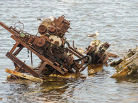 Een koppel stormmeeuwen die een verzonken boot als nestplaats uitkoos! © Billy Herman