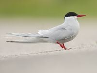 Noordse sterns zijn de vogels met de langste trekroute op aarde. Ongelooflijk. © Billy Herman