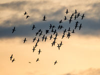 Eenden en ganzen zijn veruit de algemeenste vogels tijdens de winter. © Billy Herman