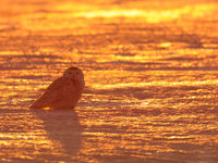 Vrouwtje sneeuwuil onder een warme avondzon. © Yves Adams