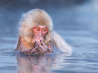 Een jonge Japanse makaak. © Jeffrey Van Daele