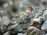 Een rode rotslijster is net aangekomen uit de overwinteringsgebieden. © Billy Herman