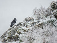 Een Alpenkraai doorstaat een plotse sneeuwbui. © Billy Herman