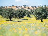 De zonovergoten olijfboomgaarden zijn kenmerkend voor het binnenland van Spanje. © Billy Herman