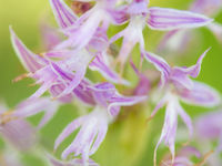 Een detailfoto van één van de talrijke orchideeën. © Billy Herman