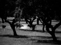 Zwart-witbeeld van enkele runderen. © Billy Herman