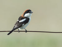 Een mannetje roodkopklauwier is mogelijk wel de aantrekkelijkste klauwier van het zuiden. © Billy Herman