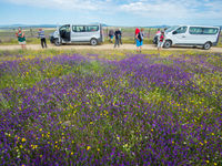 Met twee comfortabele minibusjes word je rondgeleid door de vlakten. © Billy Herman