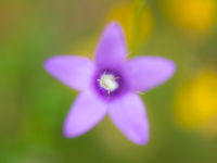 Detail van een soort klokje (Campanula sp.). © Billy Herman