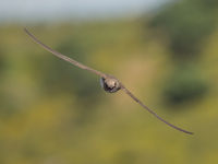 Alpengierzwaluwen fotograferen is niet gemakkelijk. © Billy Herman