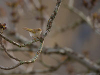 Een bergfluiter laat z'n heldere fluittoon horen. © Billy Herman