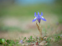 Een iris in bloei. © Billy Herman