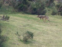 Een Iberische wolf in het habitat. © Billy Herman