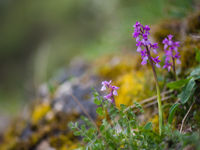 Harlekijnen zijn de algemenere orchideeën in het Spaanse binnenland. © Billy Herman