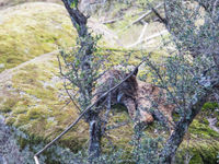 Ietwat weggestoken doet deze lynx een schoonheidswasje. © Billy Herman