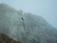 Een steenarend vliegt door de mist. © Billy Herman