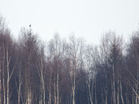 Een sperweruil in het landschap. © Johannes Jansen