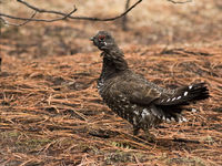 Spruce grouse is de lokale tegenhanger van onze hazelhoen, en niet altijd eenvoudig te spotten. © Joachim Bertrands