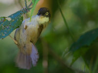 Deze fark-fronted babbler geeft ons enkele bizarre blikken. © Billy Herman