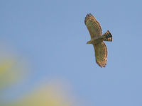 Een legge's hawk-eagle vliegt over het bospad. © Billy Herman