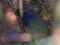 De Sri Lanka whistling thrush is ook een bewoner van de ondergroei. © Billy Herman