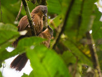 Grey-headed laughingthrush tijdens een teder moment. © Billy Herman