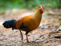 Sri Lanka junglefowl is steeds te verwachten op de bospaden. © Billy Herman