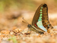 La diversité et les couleurs de papillons est impressionnante © Billy Herman