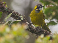 De yellow-eared bulbul is een van de meer aantrekkelijke soorten. © Billy Herman