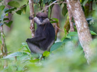 Plusieurs primates vivent dans les forêts de Sri Lanka © Billy Herman