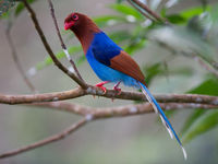 L'incroyablement colorée Sri Lanka blue magpie © Billy Herman