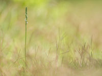 Een hoge schroeforchis in een van de graslanden. © Billy Herman