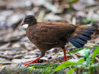 Sri Lanka spurfowl, een hoen van de bossen in het zuiden. © Billy Herman