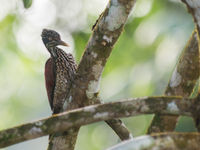 Woodpecker cherchant des insectes à quelques mètres de notre groupe © Billy Herman