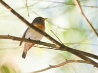 Een Kashmir flycatcher toont z'n oranje keeltje. © Billy Herman