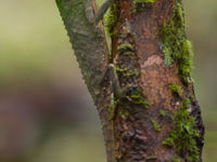 Lyre head lizard vanuit een andere hoek. © Billy Herman