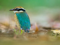 Een Indian pitta laat zich subliem fotograferen. © Billy Herman