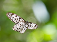 Photographier les papillons en vol... tout un sport © Billy Herman