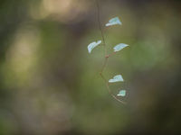 Een jonge liaan verkent de wereld. © Billy Herman