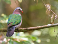 La magnifique emerald dove © Billy Herman