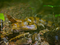 De nombreux reptiles vivent dans les forêts de Sri Lanka © Billy Herman