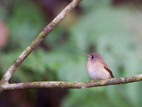 De brown-breasted flycatcher broedt in de uitlopers van de Himalaya, maar overwintert op Sri Lanka.© Billy Herman