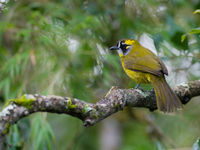 Een yellow-eared bulbul liet zich mooi fotograferen. © Billy Herman