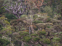 Horton plains met z'n bizarre bomen. © Billy Herman