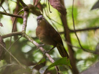 Ashy-headed laughingthrush komt vaak in luide groepjes langs in het bos. © Billy Herman