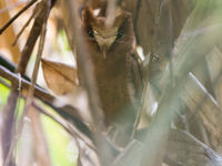 Le Serendib scops owl est la dernière espèce d'oiseau à avoir été découverte à Sri Lanka © Billy Herman