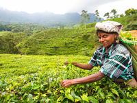 La traditionnelle récolte du thé © Billy Herman