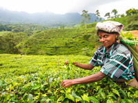 Portret van een Tamil-theeplukster. © Billy Herman